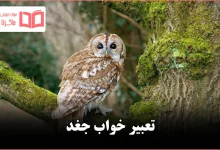 تعبیر خواب جغد