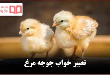 تعبیر خواب جوجه مرغ