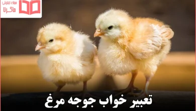 تعبیر خواب جوجه مرغ