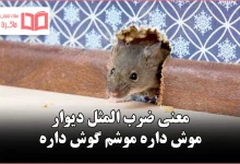 معنی ضرب المثل دیوار موش داره موشم گوش داره