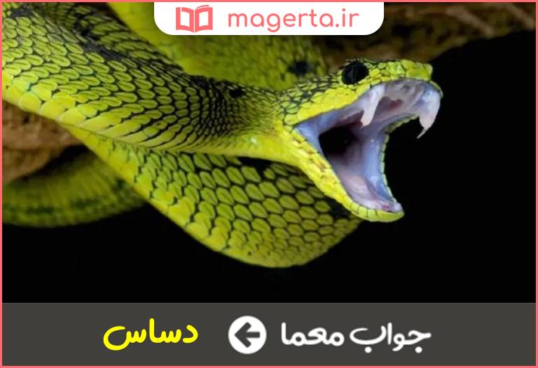 جواب معما ماری زهردار در جدول