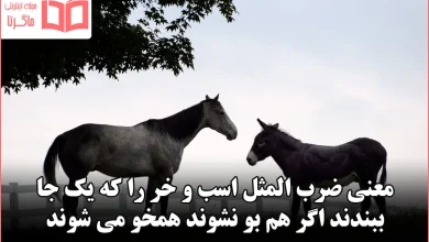 معنی ضرب المثل اسب و خر را که یک جا ببندند اگر هم بو نشوند همخو می شوند