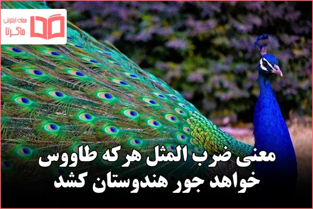 معنی ضرب المثل هرکه طاووس خواهد جور هندوستان کشد