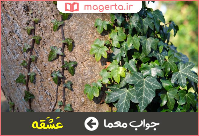 جواب معما درختچه ای پیچنده در جدول
