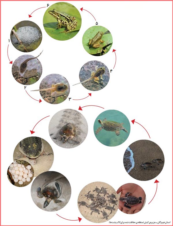 تصویر خارج از کلاس صفحه ۷۵ فصل دهم علوم تجربی دوم