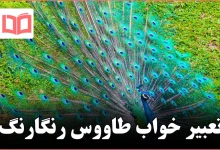 تعبیر خواب طاووس رنگارنگ