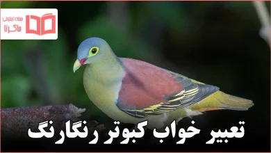 تعبیر خواب کبوتر رنگارنگ