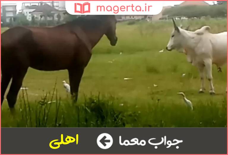 جواب معما صفت اسب و گاو در جدول