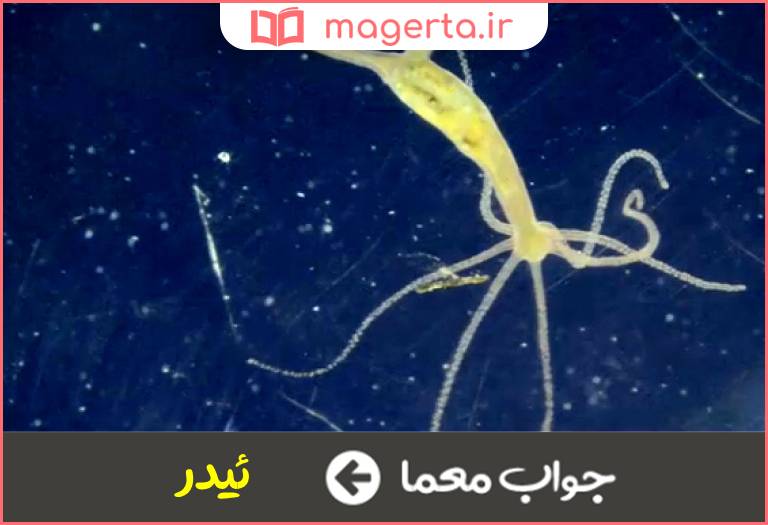 جواب معما جاندار کوچک آبزی در جدول