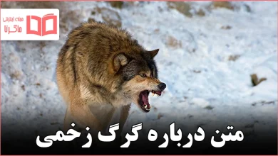 متن درباره گرگ زخمی