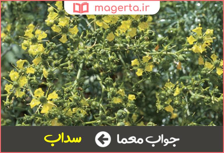 جواب معما گیاهی خودرو با نام دیگر فیجن در جدول