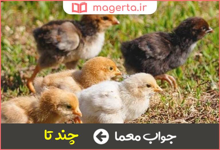 جواب معما طرح سوال برای جوجه در جدول