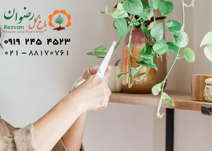 برای رشد سریع گیاهان آپارتمانی چه باید کرد