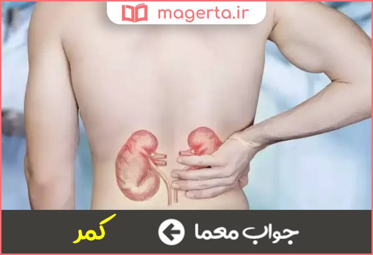 جواب معما پشت شکم در جدول