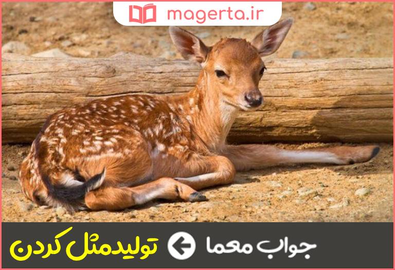 جواب معما زادآوران در جدول