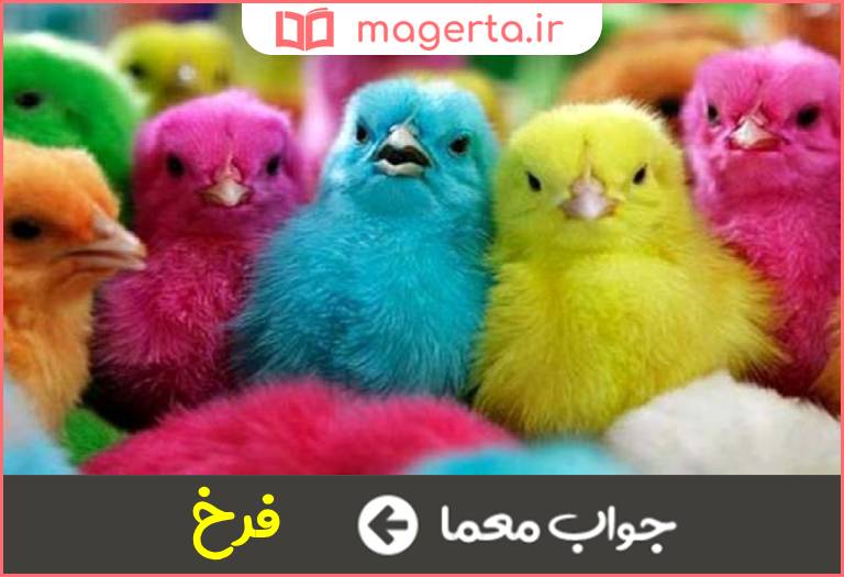 جواب معما جوجه در جدول