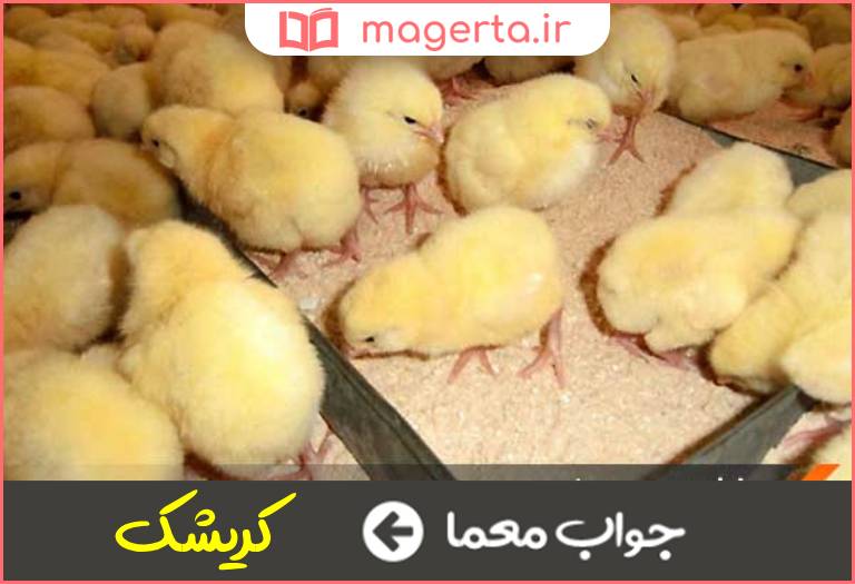 جواب معما جوجه مرغ در جدول