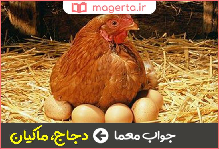 جواب معما مرغ خانگی در جدول