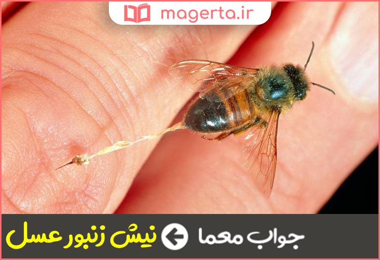 جواب معما دوزینه در جدول