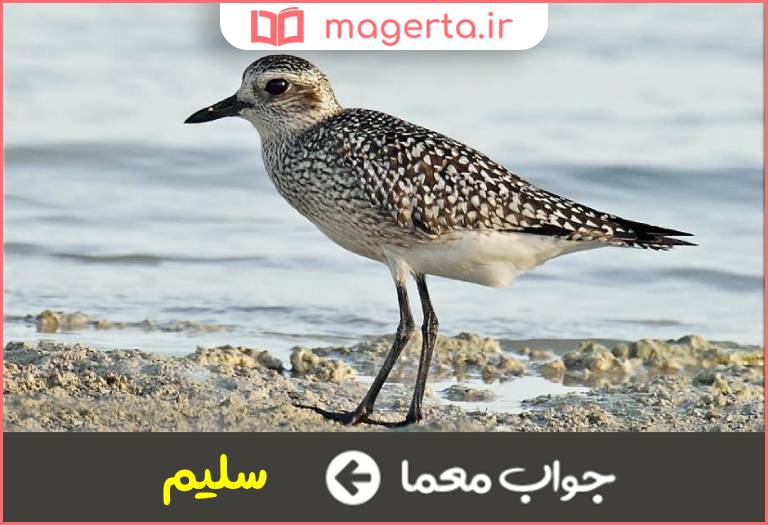جواب معما رهیده از آفات در جدول