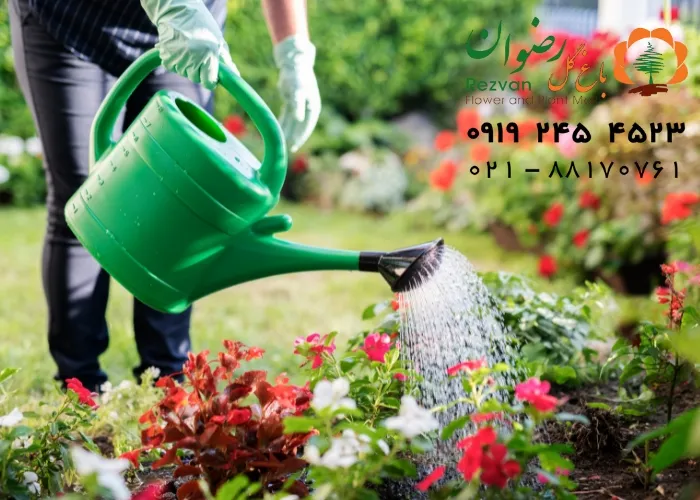 برای رشد سریع گیاهان آپارتمانی چه باید کرد