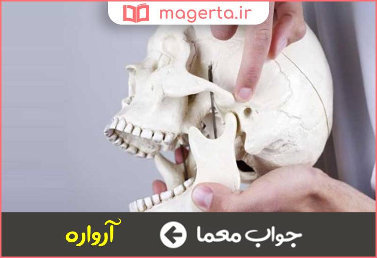 جواب معما همان فک است در جدول
