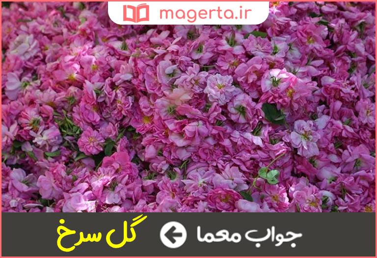 جواب معما گل محمدی در جدول