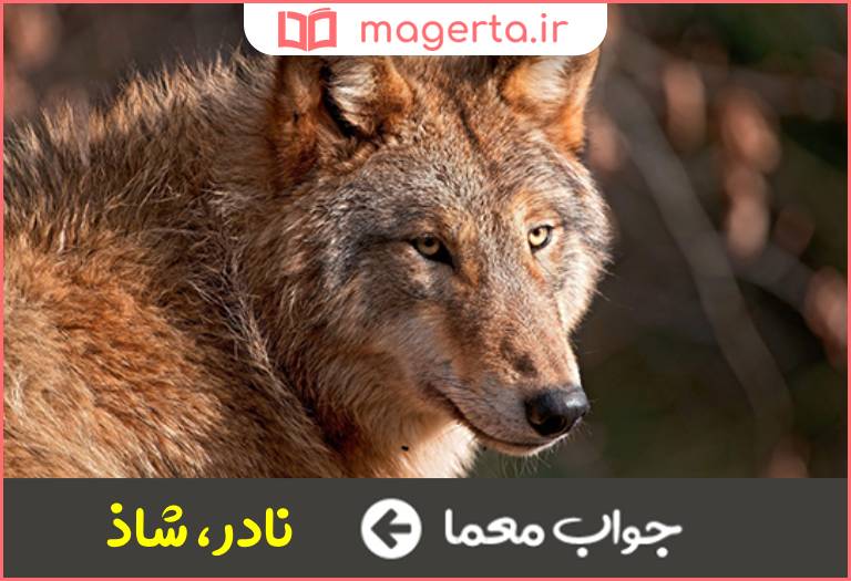 جواب معما کمیاب در جدول