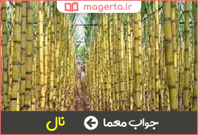 جواب معما نیشکر در جدول