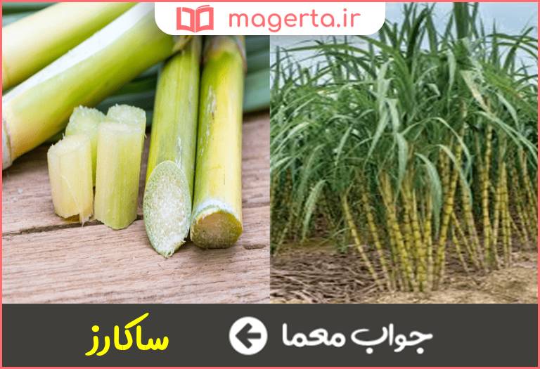 جواب معما محصول نیشکر در جدول