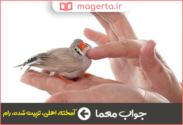 جواب معما دست اموز در جدول