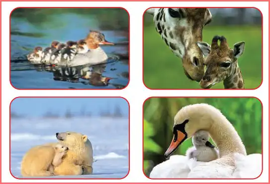 پاسخ ببین و بگو صفحه ۲۴ درس چهارم هدیه های آسمان دوم ابتدایی