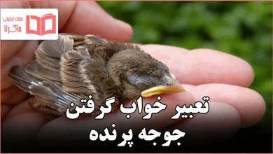 تعبیر خواب گرفتن جوجه پرنده
