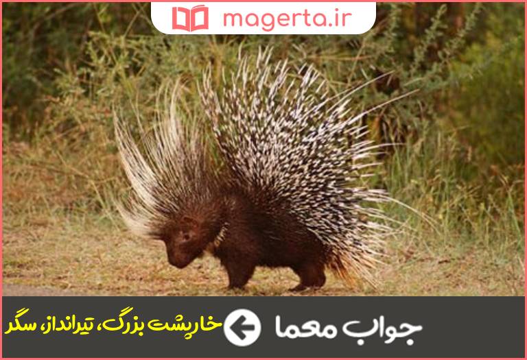 جواب معما سیخور یا سیخول در جدول