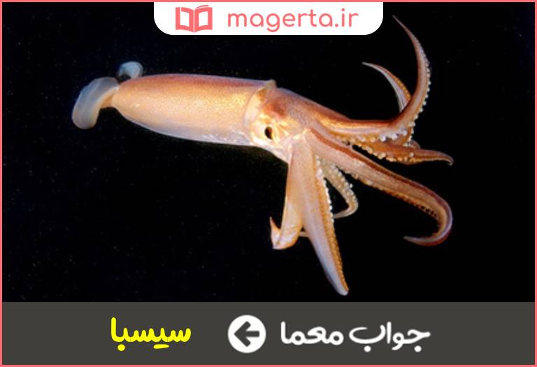 جواب معما ماهی مرکب در جدول