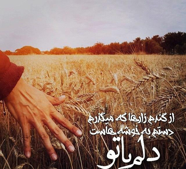 عکس پروفایل زیبا درباره روییدن گندم و امید به زندگی