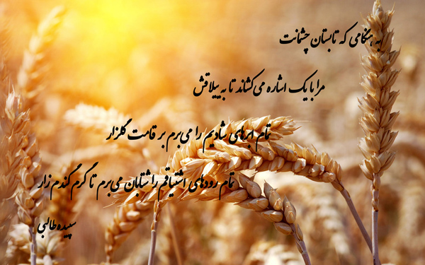 عکس متن دار زیبا در وصف طلوع خورشید بر فراز گندم زار