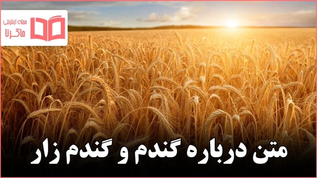 متن درباره گندم و گندم زار