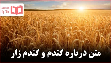 متن درباره گندم و گندم زار