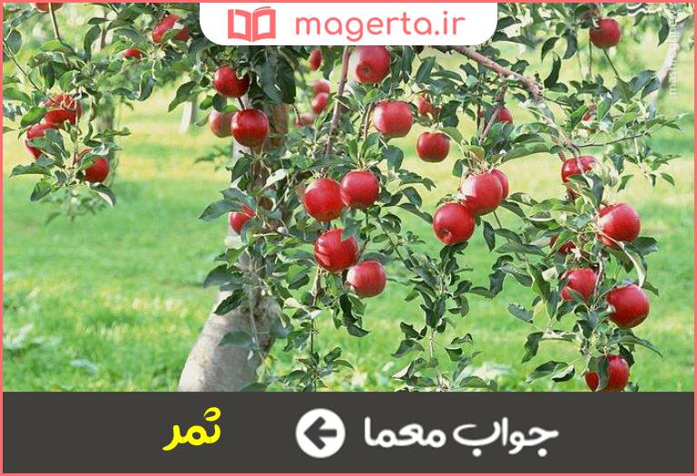 جواب معما میوه آوردن درخت در جدول