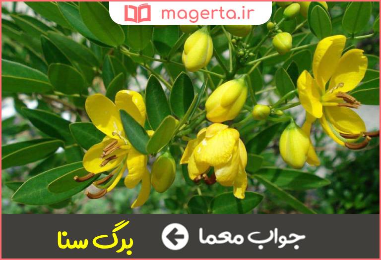 جواب معما گیاهی طبی از تیره بقولات در جدول