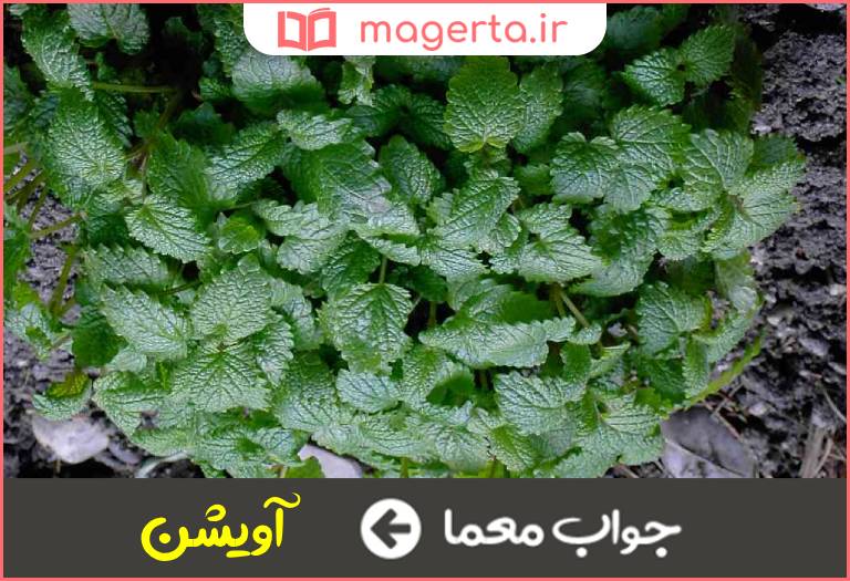 جواب معما گیاهی طبی از تیره نعناعیان در جدول