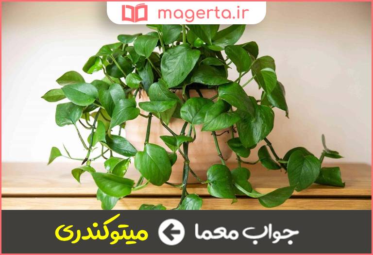 جواب معما گیاهان با آن تنفس میکنند در جدول