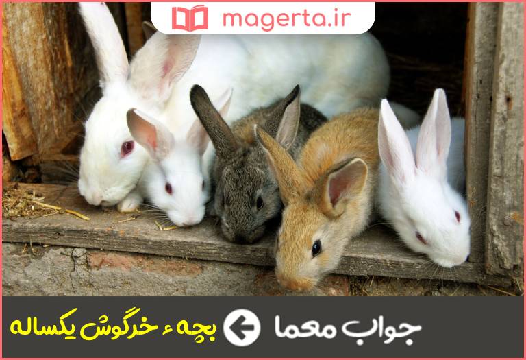 جواب معما معشوقه خرگوش در جدول