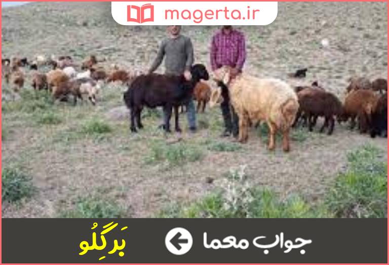 جواب معما دستیار چوپان در جدول