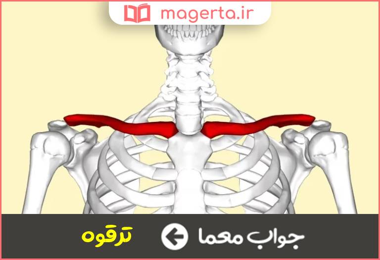 جواب معما استخوان چنبره در جدول