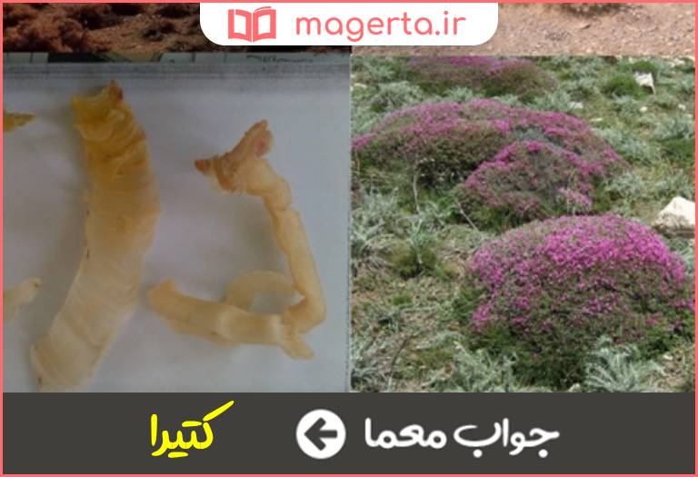 جواب معما محصول گیاه گون در جدول