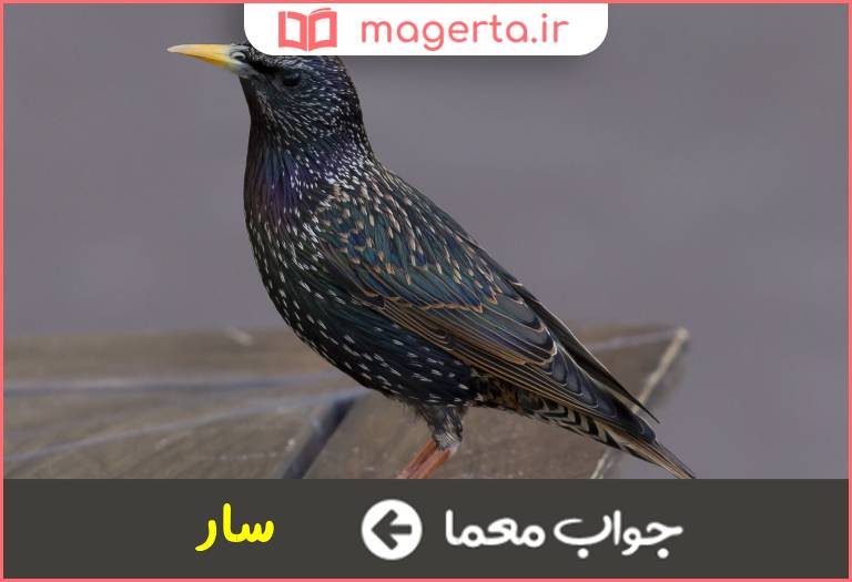 جواب معما پرنده ای اجتماعی در جدول