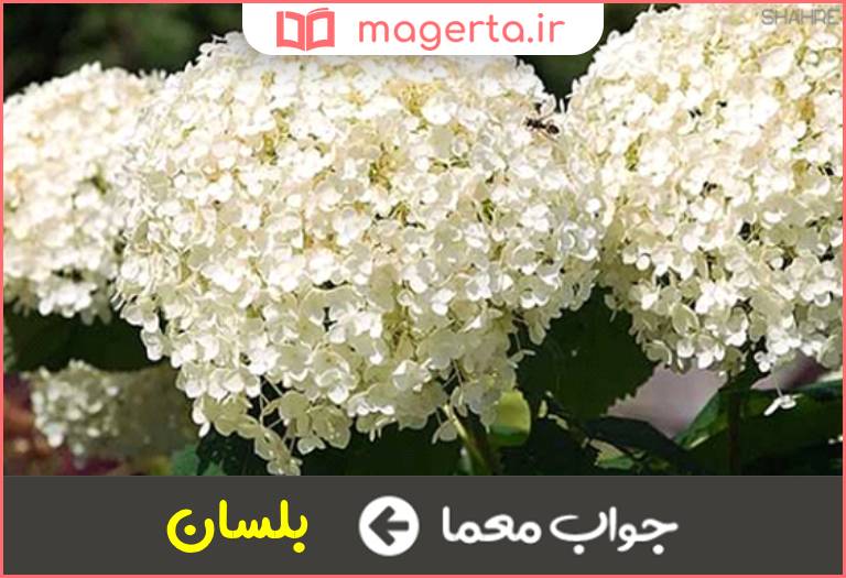 جواب معما درختی با گلهای سفید خوشه ای در جدول