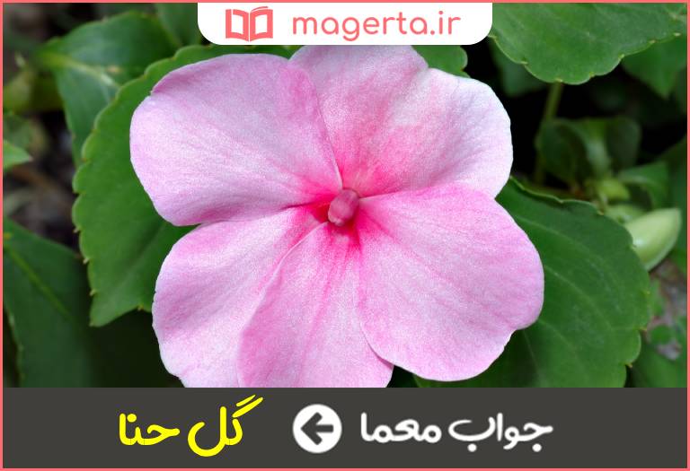 جواب معما نام گلی با ساقه های کوتاه در جدول